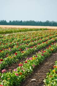 Here's a plan for you. Ann Arbor Sunflower Fields Ann Arbor With Kids