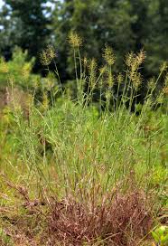 Image result for Dichapetalum rhodesicum