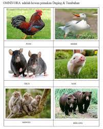 Haiwan omnivor merupakan haiwan yang memakan tumbuhan dan haiwan lain sebagai makanan. 54 Koleksi Gambar Binatang Pemakan Tumbuhan Gratis Terbaru Gambar Hewan