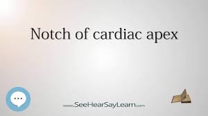 It lies behind the fifth left. Notch Of Cardiac Apex Human Heart And Cardiology Youtube