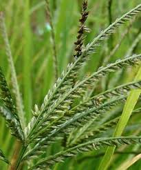 Image result for Eleusine