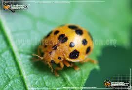 If you have these bugs in your basement, you should. Squash Lady Beetle Epilachna Borealis