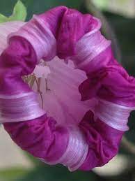 Closed Morning Glory Morning Glory Flowers Rose