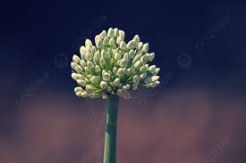 Image result for Alliaceae