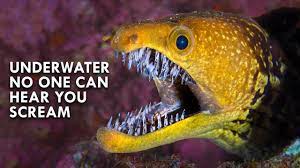 Generally nonaggressive to humans but larger species are dangerous if provoked Moray Eels Are Straight Out Of Alien Youtube
