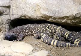 The mexican beaded lizard (heloderma horridum) is a species of lizard in the family helodermatidae, one of the two species of venomous beaded lizards found principally in mexico and southern guatemala. Beaded Lizard