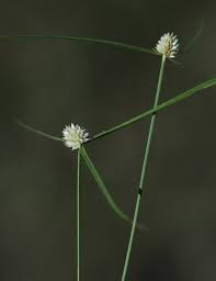 Image result for Kyllinga erecta