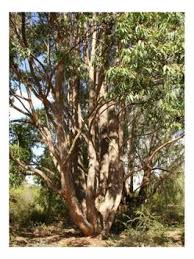 Image result for Eucalyptus cloeziana