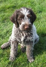 If you need help finding a puppy or if you are a breeder with puppies, please feel free to contact us. Korthals Griffon Puppies
