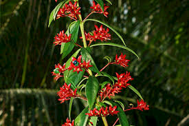 Image result for Clerodendrum toxicarium