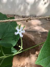 Maybe you would like to learn more about one of these? Day 70 Noticing A Snake Gourd Flower In My Mini Garden Rendezvous With Life