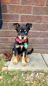 The rottweiler husky mix is athletic, independent, and intelligent. Rottweiler X Husky Mix Puppy Brown Blue Eye Cheltenham Gloucestershire Pets4homes