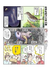 Image result for トラツグミ