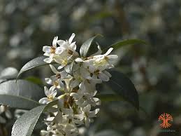 Image result for Oleaceae