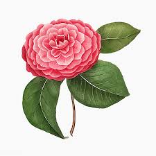Download Premium Vector Of Pink Camellia Rose Flower Vector 2090186 In 2020 Flower Illustration Flowers Flower Painting