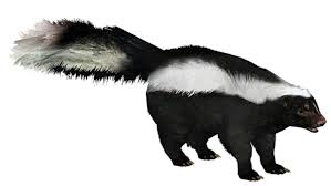 Later appropriately named skunk #1, the first skunk was stabilized as a true breeding variety in the 70's thus, the name has stuck because it is fitting. Skunk Far Cry Wiki Fandom