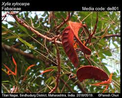 Image result for Bussea xylocarpa