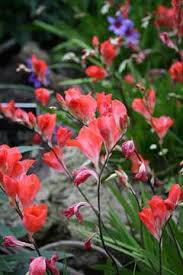 Image result for Tritonia moggii