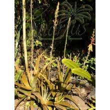 Image result for Aloe welwitschii
