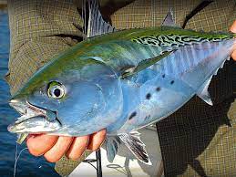 Bonito flakes, also known as k atsuobushi, are little wisps of dried, fermented skipjack tuna (or in some cases, the cheaper bonito), used in japanese cooking to for their smoky, intensely savory,. How To Catch Bonito And Albies From Shore