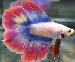 Siamese fighting fish, also called betta fish, are a popular household pet. Different Color Variations Of Betta Fish Fish Care