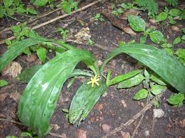 Image result for Curculigo