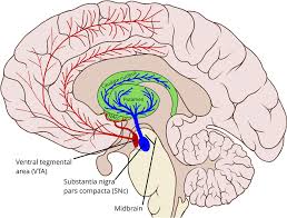 Image result for Midbrain