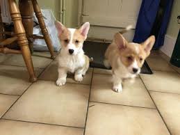 Check out 8 pet services near birmingham, al. Quality Pembroke Welsh Corgi Puppies For Sale Puppies For Sale Birmingham Al Shoppok