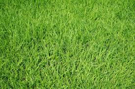 Image result for Cenchrus clandestinus