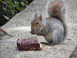 1 Squirrel Eating Cake By Dreamerofphotography On Deviantart Eat Cake Eat Squirrel