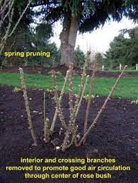 How To Prune Roses Pruning Roses Planting Rose Bushes Growing Roses