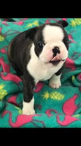 ⤵ look out for boston terrier merch bostonterrier.world. Boston Terrier Puppies For Sale Colorado Springs Co 327725