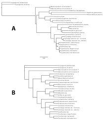 Image result for Lettowianthus stellatus