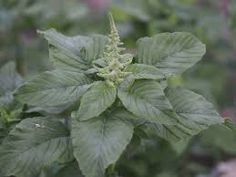 Image result for Amaranthus viridis