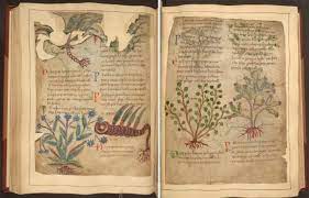 (pdf download) a libro de las conservas las hierbas aromaticas (el libro de bolsillo) (spanish. Manuscrito Ilustrado De Hierbas Medicinales Con Mas De 1000 Anos Disponible Online