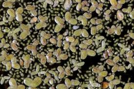 Image result for Lemna