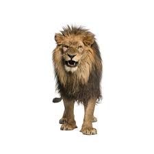 We did not find results for: 77 200cm Singa Perkasa Pintu Stiker Raja Padang Rumput Hewan 3d Dinding Seni Vinil Lukisan Dinding Untuk Dekorasi Rumah Wallpaper Tahan Air Wall Stickers Aliexpress