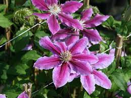 Check spelling or type a new query. Clematis Dr Ruppel Clematis Dr Ruppel Baumschule Horstmann