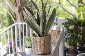 Image result for Sansevieria metallica