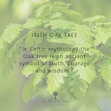 Irish Oak Tree Oak Tree Celtic Oak Tree Oak Tree Tattoo