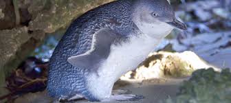 Sea birds western australia day trip dolphins lions penguins whale cruise islands. Apod Members Get A Great Deal With Dolphin Penguin And Sea Lion Adventure Cruise