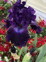 Pin On Gardening