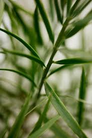 Image result for Afrocarpus