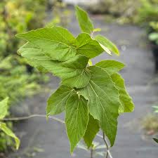 Image result for Helicteres