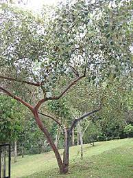 Daun ini kaya akan antioksidan dan anti mikroba sehingga berefek baik bagi hal ini menyebabkan daun bidara berfungsi mencegah penyakit kronis, sebagai antibakteri, antiperadangan, dan memiliki efek. Bidara Wikipedia Bahasa Melayu Ensiklopedia Bebas