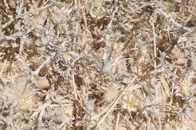 Image result for Dicoma capensis