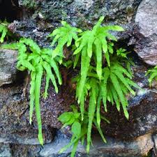 Image result for Menisorus pauciflorus