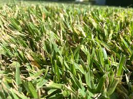 Centipede grass seed is the cheapest, but has the most labor involved and takes the longest to an established lawn. Six Types Of Grass For Florida Lawns With Photos