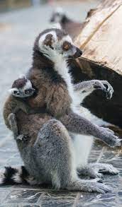Lemur Pup Animals Animals Wild Animals Beautiful