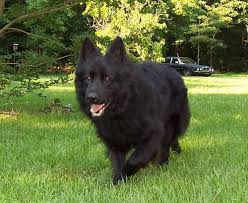 Large Oversized Solid Black Long Hair Male German Shepherd Zann Black German Shepherd German Shepherd Puppies Black Shepherd
